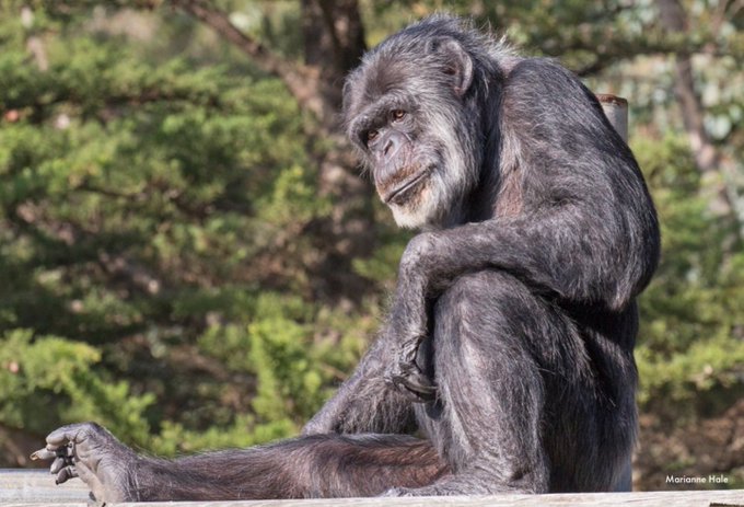 Cobby, el chimpancé más viejo muere en California Cobby chimpancé