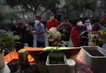 México despenaliza el consumo lúdico de marihuana (2)
