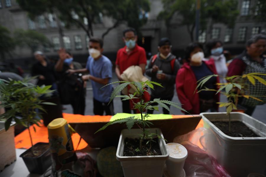México despenaliza el consumo lúdico de marihuana (2) México despenaliza el consumo lúdico de marihuana (2)