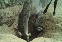 un burro