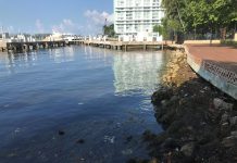 Científicos y una "sirena" quieren salvar la Bahía Vizcaína de Miami Bahía Vizcaína de Miami (2)