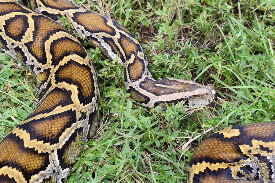 Florida Python Challenge
