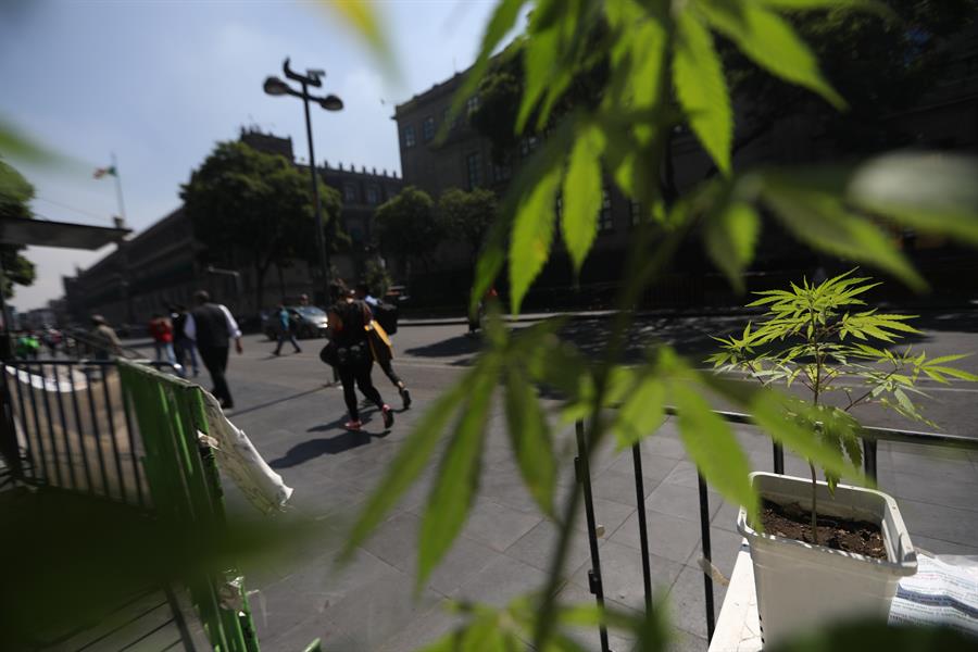La marihuana en México permanece en un limbo (1) marihuana