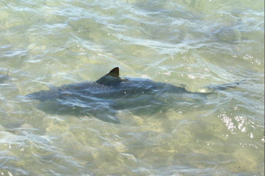 Un tiburón muerde a un niño tiburón