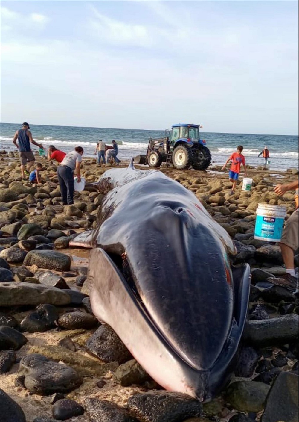 Varamiento de ballena en estado mexicano (2).