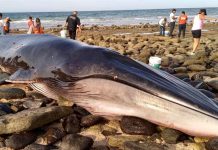 Varamiento de ballena en estado mexicano de Sonora, oportunidad para expertos ballena