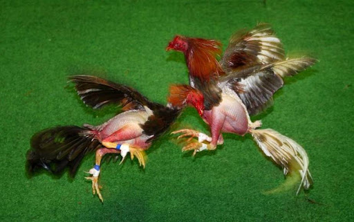 Treinta detenidos por peleas ilegales de gallos en Florida peleas de gallo