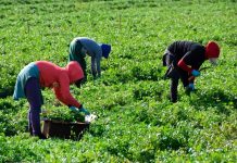 Alcaldes de Nueva York y Chicago piden 2 millones de permisos de trabajo para migrantes trabajadores agrícolas