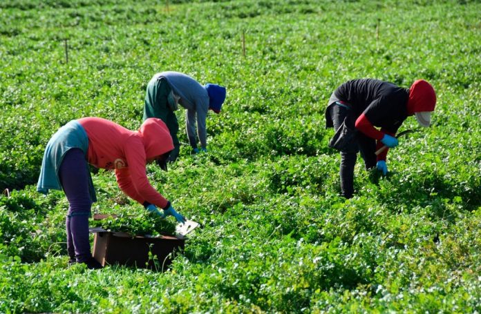 trabajadores agrícolas trabajadores agrícolas