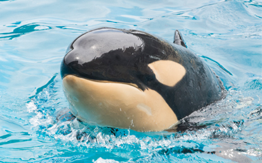 Amaya-Orca-(foto de web de Seaworld san Diego)