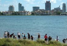 Los escasos manglares de Miami tienen quienes los cuiden manglares