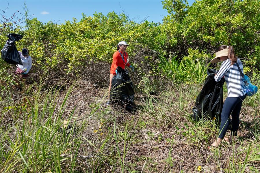 Los escasos manglares de Miami tienen quienes los cuiden (4)