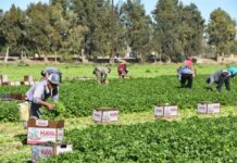 EE.UU. acusa a familia mexicana de traficar y explotar a migrantes mexicanos en agricultura inmigrantes