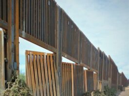 Ambientalistas registran impacto de muro fronterizo en migración de mamíferos muro fronterizo