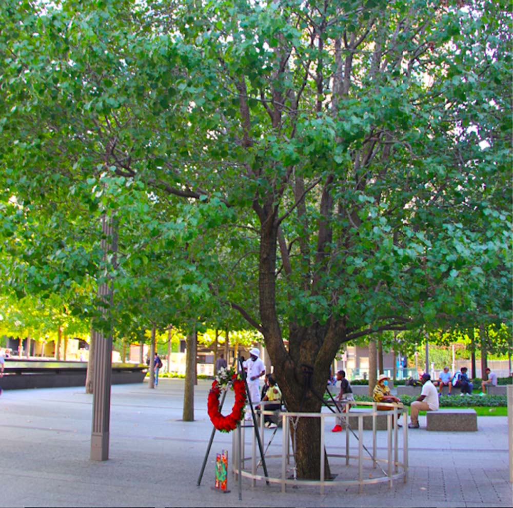 ARBOL SOBREVIVIENTE