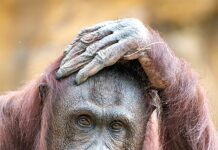 El zoo de Miami lamenta la muerte de una orangután de 44 años tras anestesia