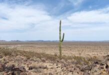 desierto de Sonora