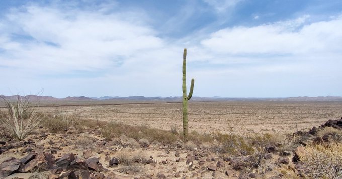 desierto de Sonora desierto de Sonora
