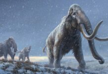 Empresa de genética busca resucitar a los mamuts para "sanar" la Tierra mamuts