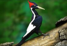 EE.UU. declara la extinción de 23 especies animales pájaro carpintero de pico de marfil