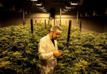 cannabis