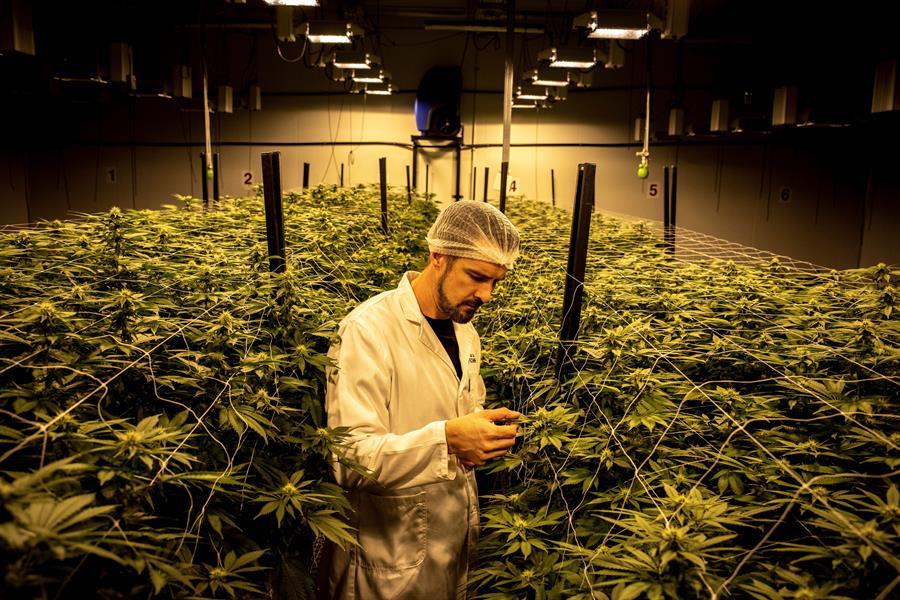 Diversa legislación del cannabis cannabis