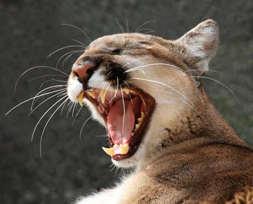Pantera