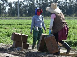 EE.UU. "necesita" regularizar a trabajadores del campo y les debe "respeto"