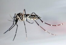 Reportan la primera muerte por dengue del 2024 en Puerto Rico dengue y zika
