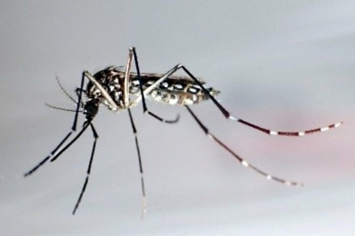 dengue y zika
