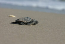 tortuga