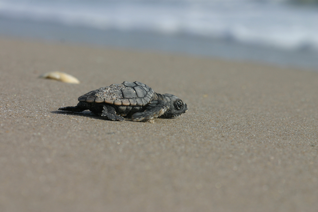 sea-turtle-walks-photo-3 tortuga