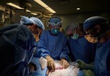 trasplantar un riñón de cerdo a un humano (2)