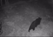 Libran a oso de envase plástico que llevó un mes encajado en la cabeza