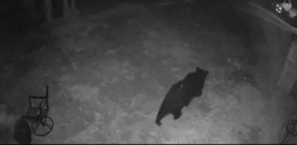 Libran a oso de envase plástico.