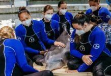 Acuario de Florida prepara actos para honrar a la fallecida delfín Winter Muere la delfin discapacitada Winter (1)