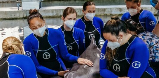 Muere la delfin discapacitada Winter (1)