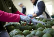 aguacates