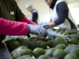 El Super Bowl recibirá 15.227 toneladas de aguacate de productores de Jalisco, en México aguacates