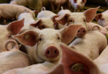 EE.UU. devuelve a México a cerdito de mascota por razones sanitarias