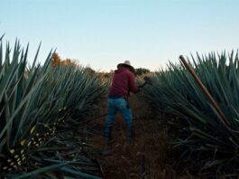 "Dos estaciones", el amargo trago de una tequilera en deuda sacude a Sundance Dos estaciones
