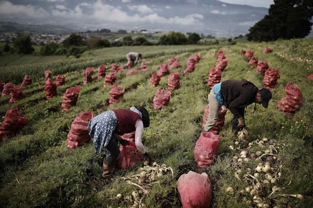 El frío y los vientos afectan cosechas agricultura
