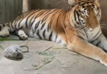 Puerto Rico clausurará su único zoológico tras seis años cerrado al público tigre