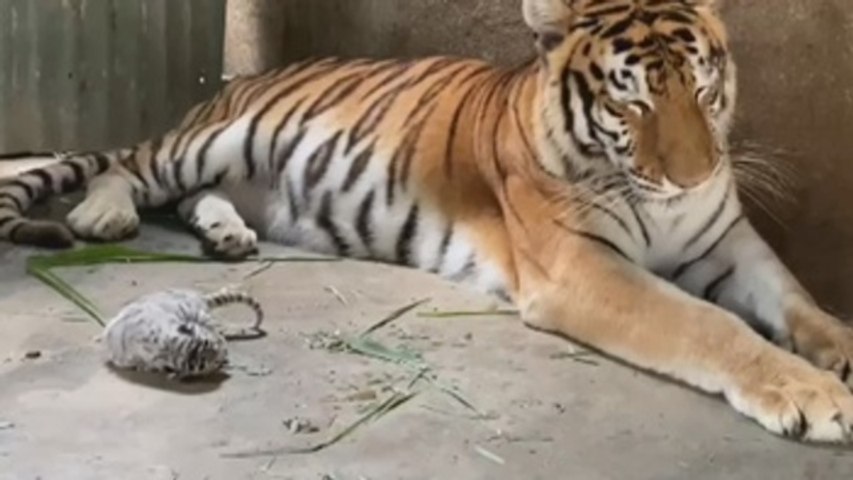 Trabajador atacado por tigre en zoológico tigre