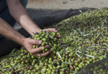 aceitunas