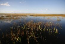 EVERGLADES