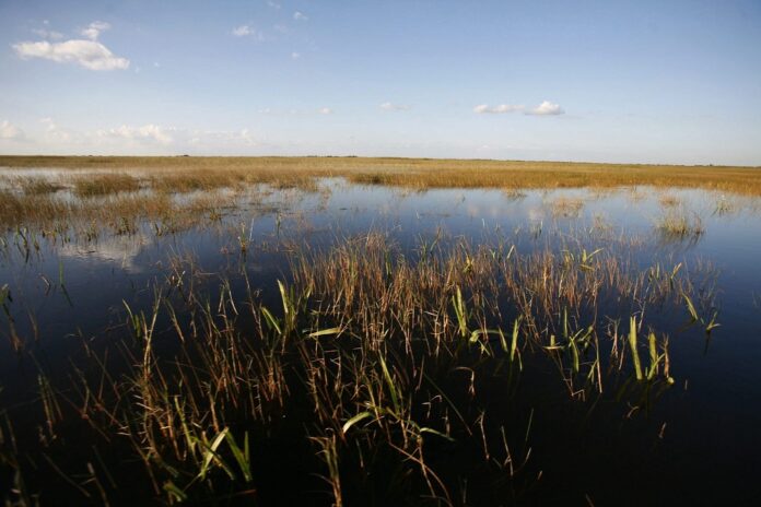 60 ANIVERSARIO DE LA FUNDACIÓN DEL PARQUE NACIONAL DE LOS EVERGLADES EVERGLADES
