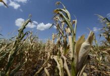 agricultura