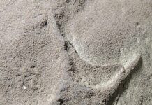 Investigadores descubren pisadas de aves y dinosaurios en el norte de México Fotografía sin fecha cedida por la UNAM, donde se observa una pisada de ave, descubierta en el estado de Coahuila (México).