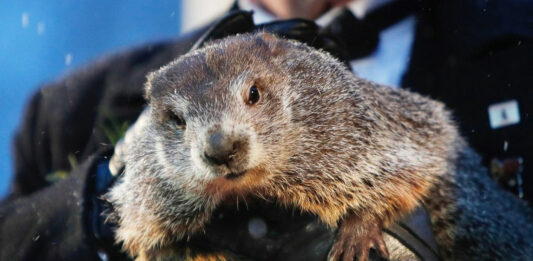 La marmota Phil